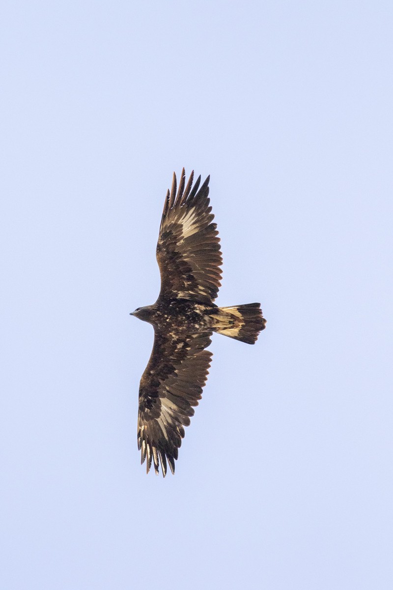 Golden Eagle