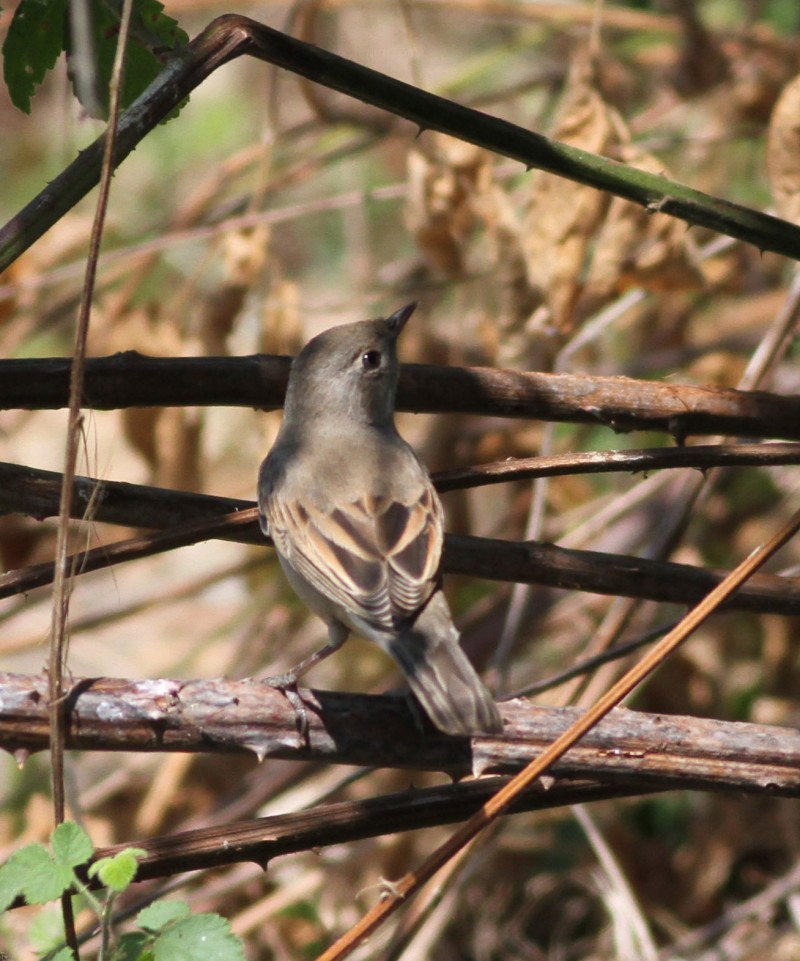 Common Whitethroat