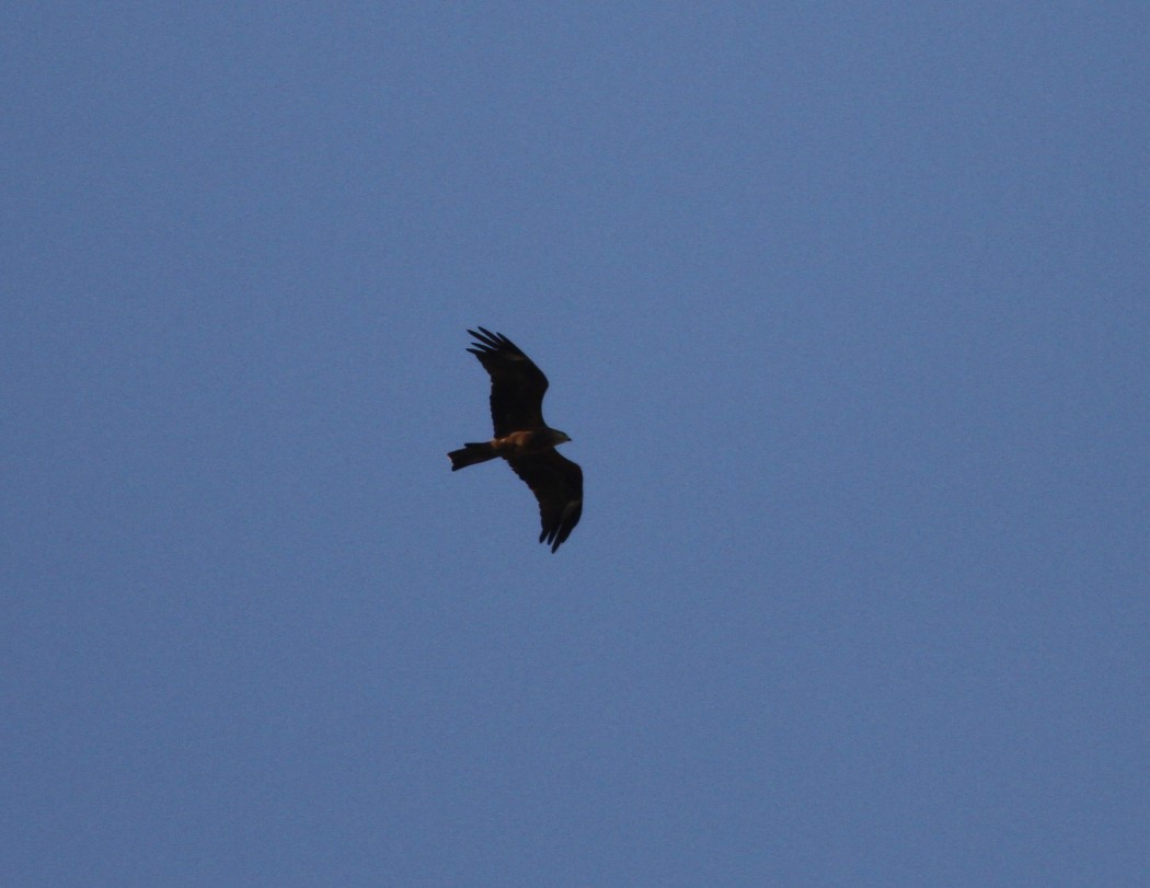 Black Kite