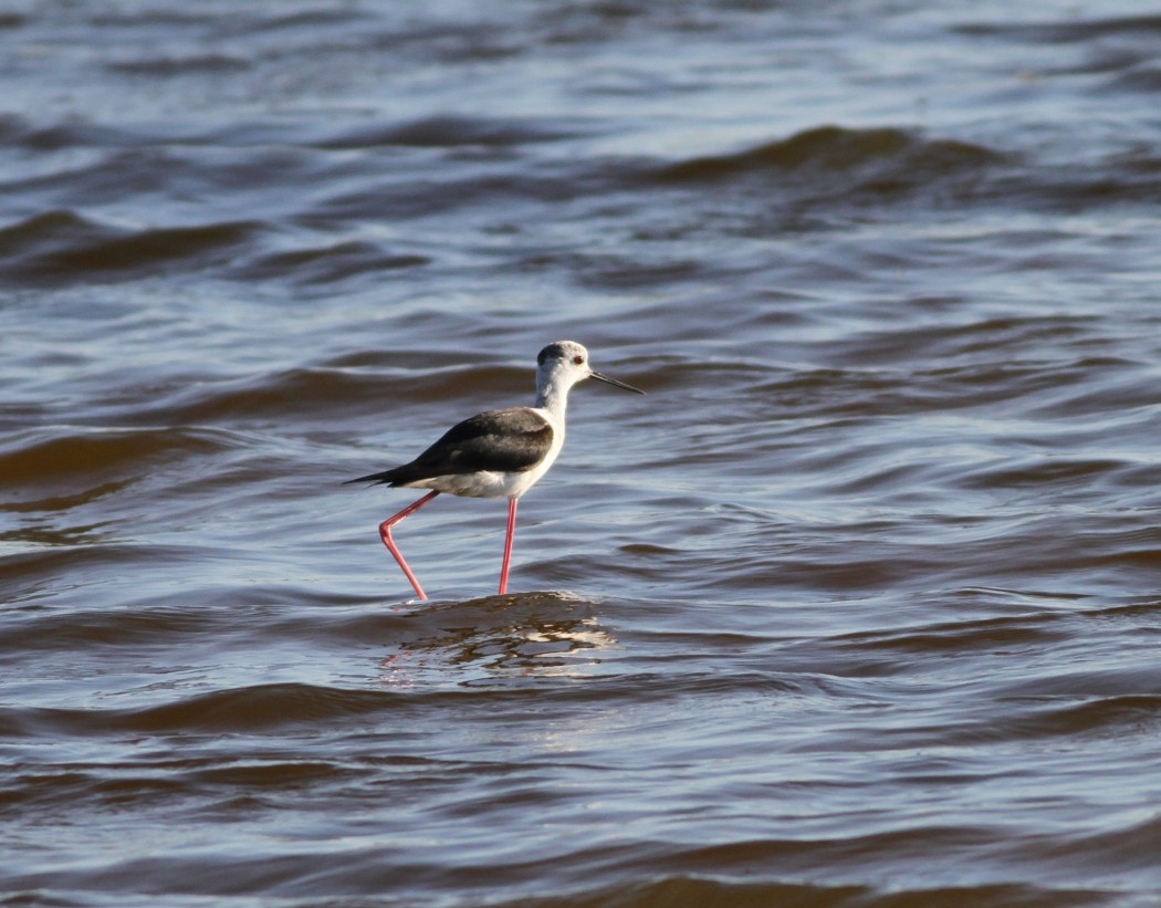 Black-winged Stilt
