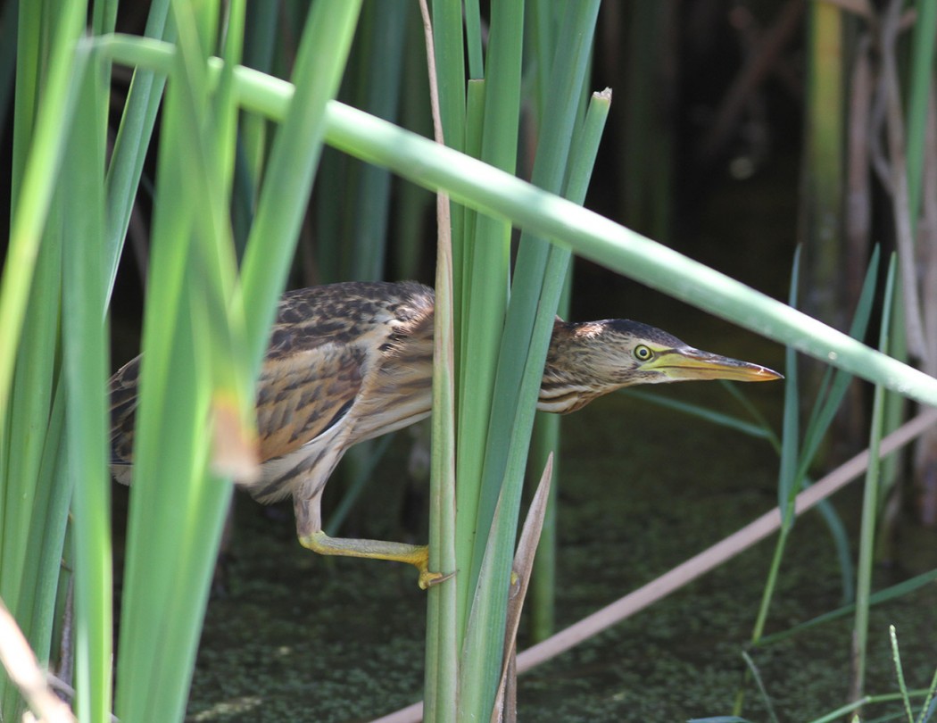Little Bittern
