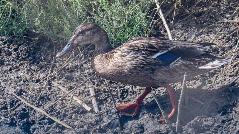 Mallard