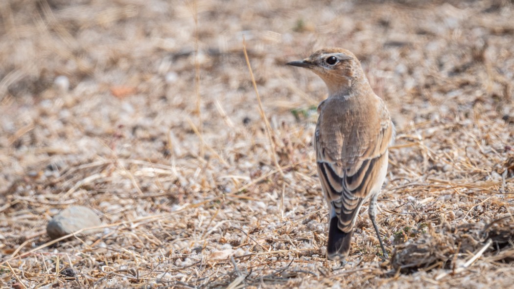 Northern Wheatear