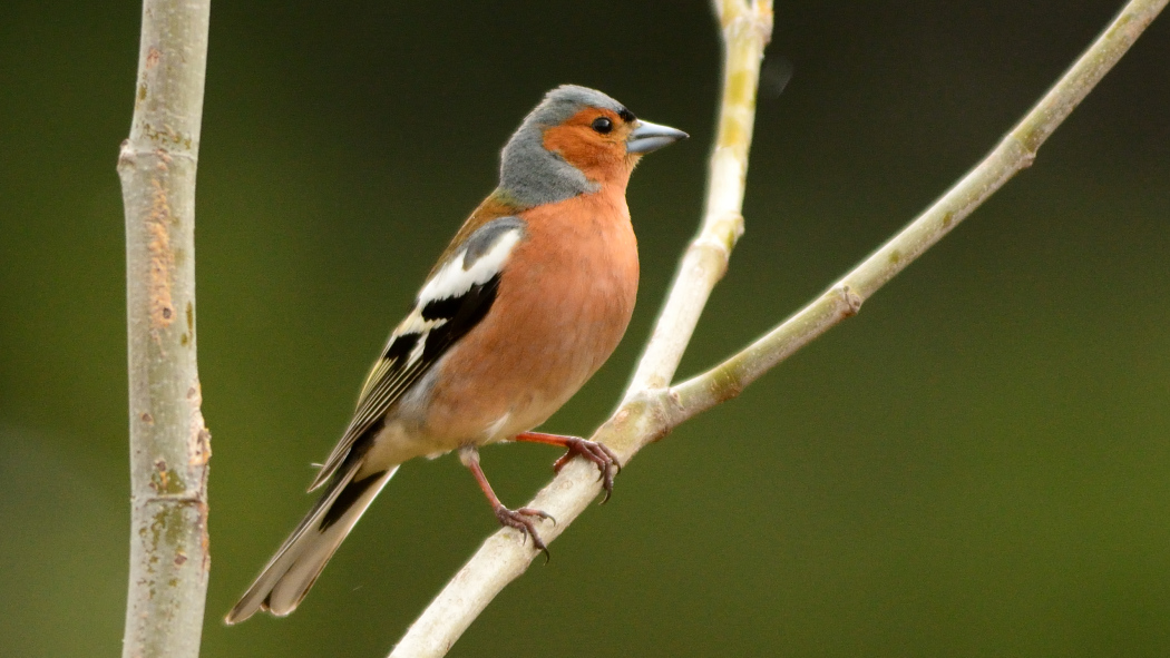 Eurasian Chaffinch