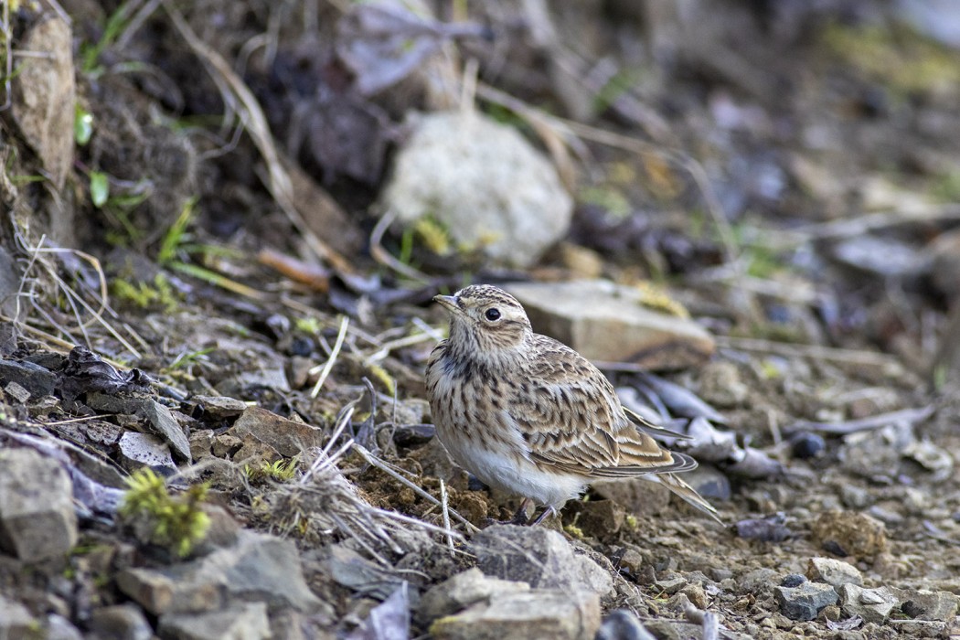 Eurasian Skylark