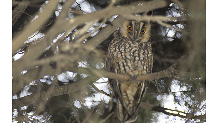 Long-eared Owl
