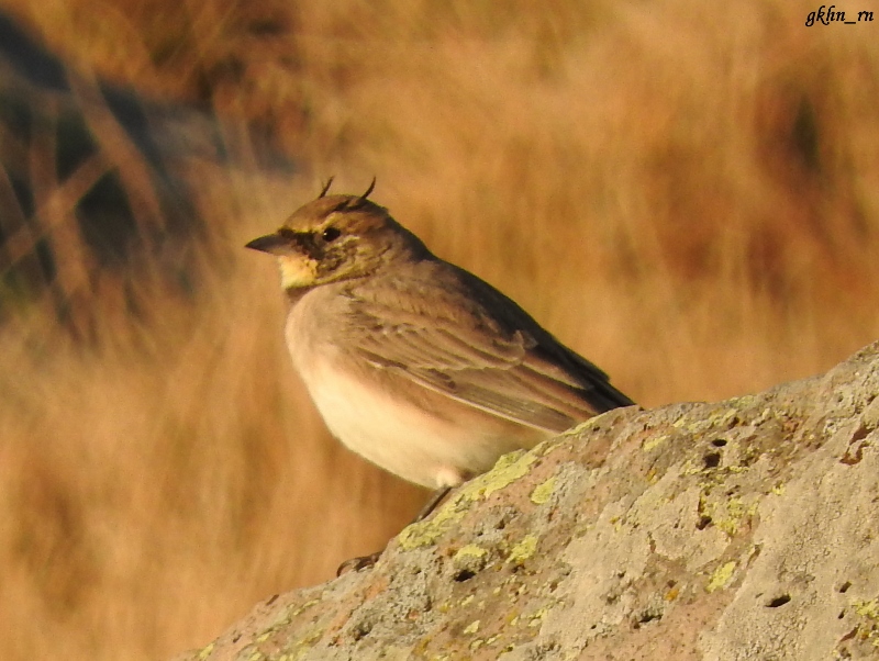 Horned Lark