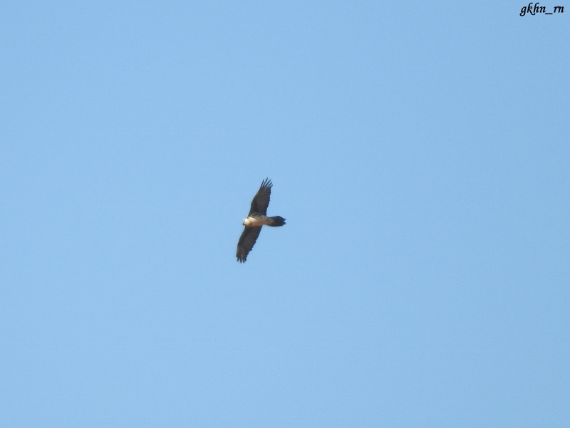 Bearded Vulture