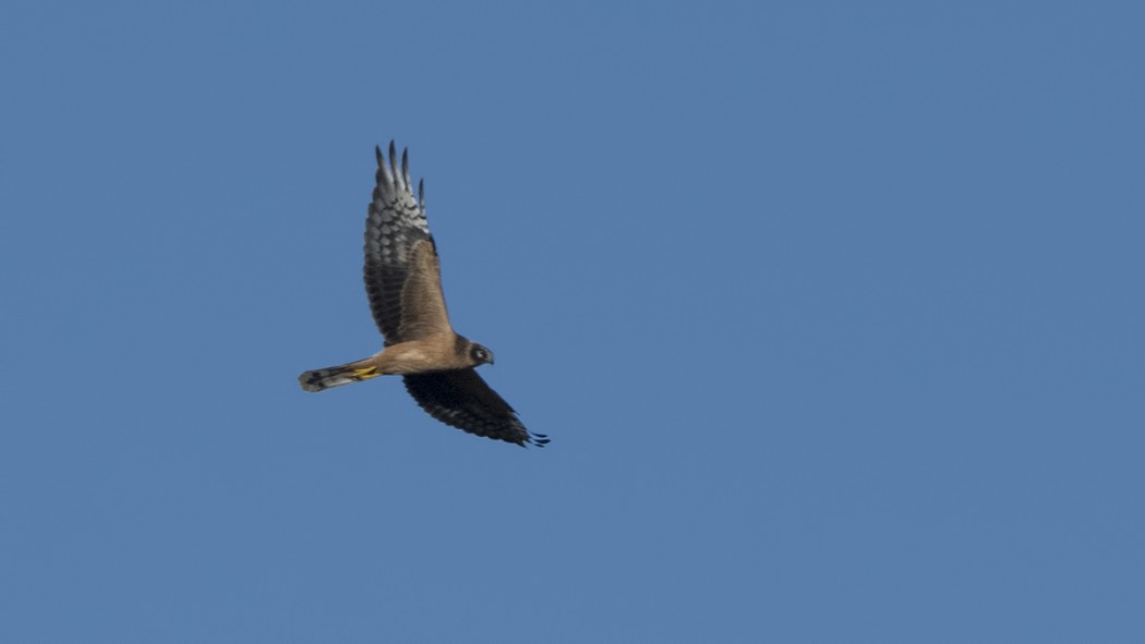 Pallid Harrier