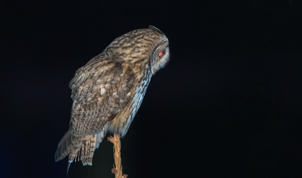 Long-eared Owl