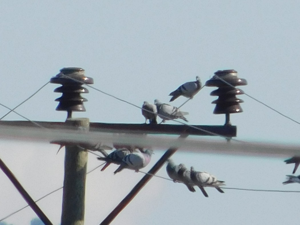Rock Dove