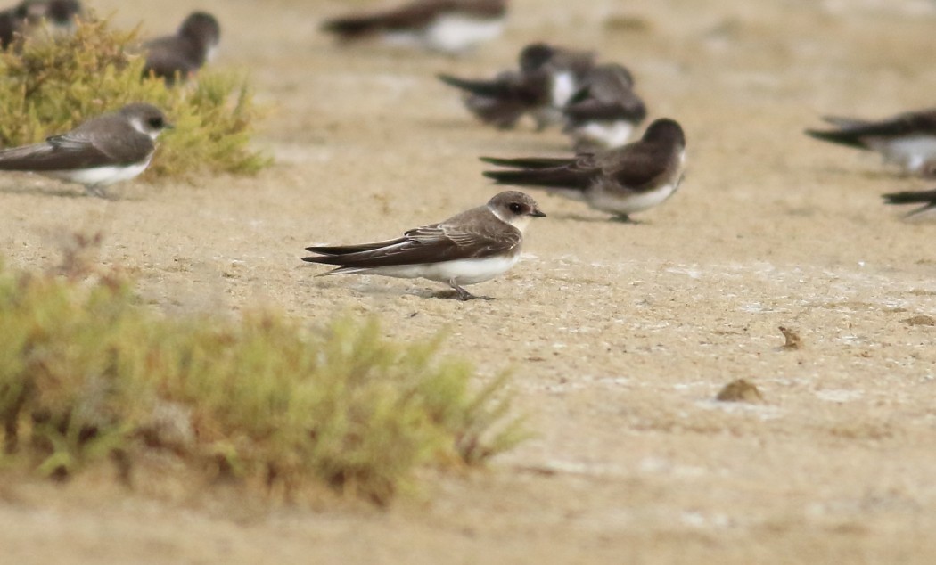 Sand Martin