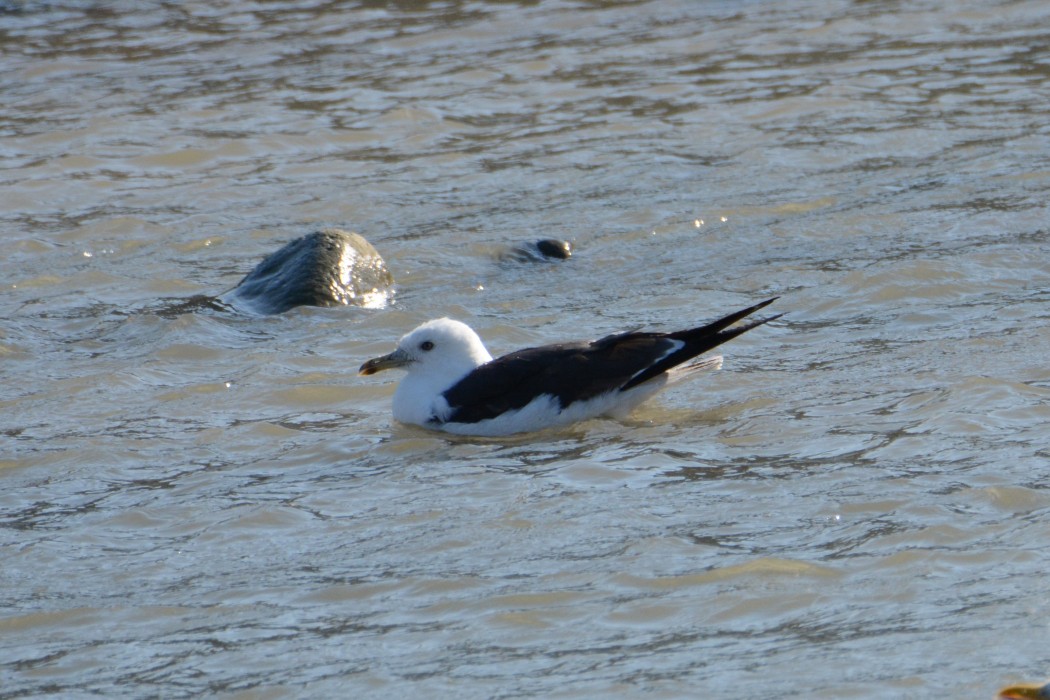 Lesser Black-backed Gull