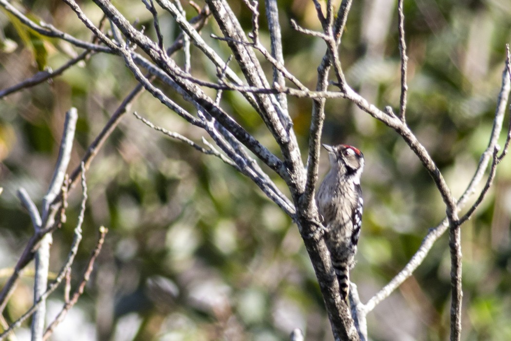Lesser Spotted Woodpecker