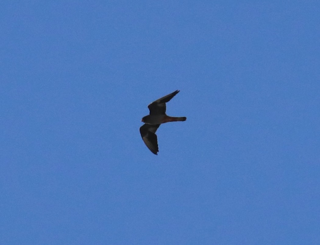 Red-footed Falcon