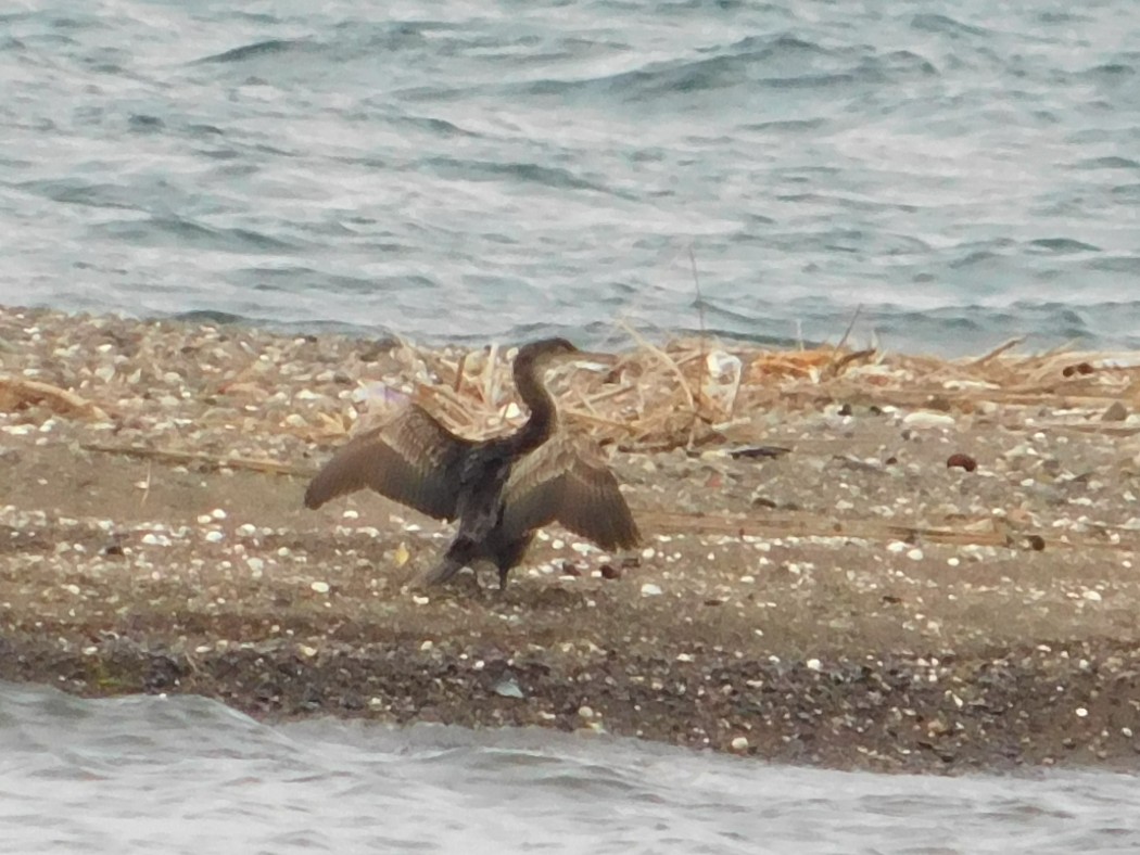 European Shag