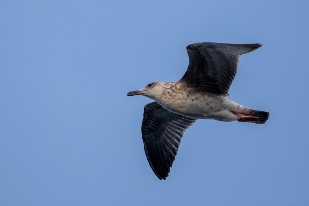 Lesser Black-backed Gull
