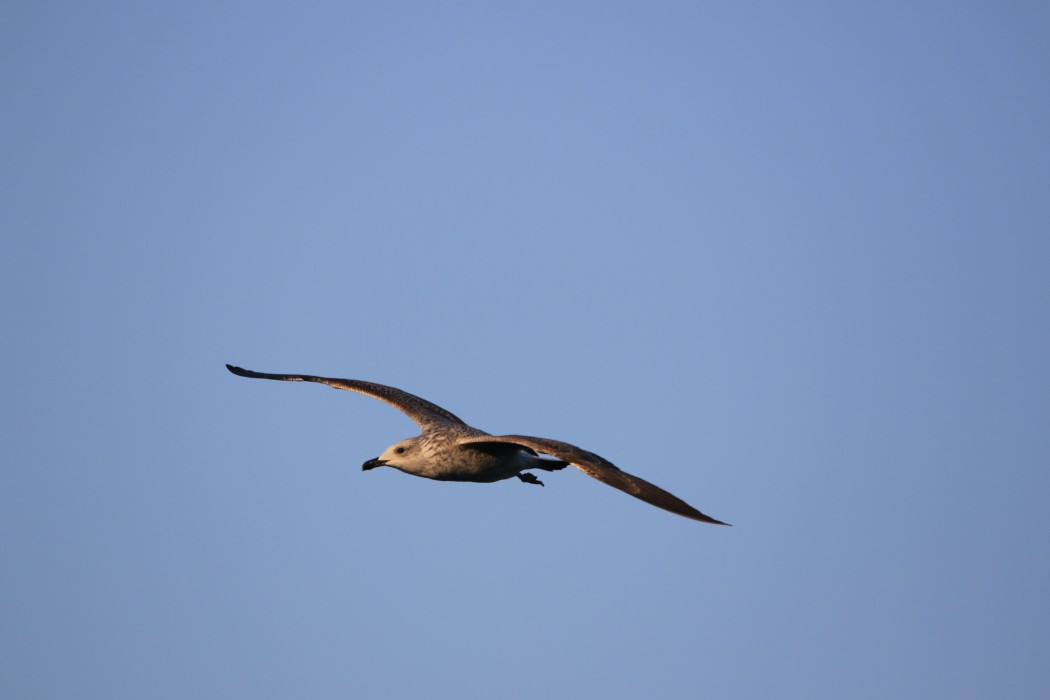 Lesser Black-backed Gull