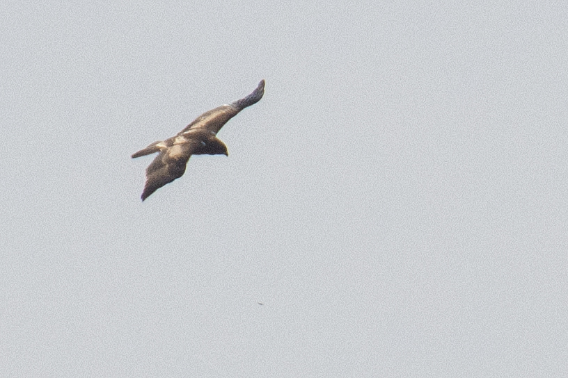Küçük Kartal