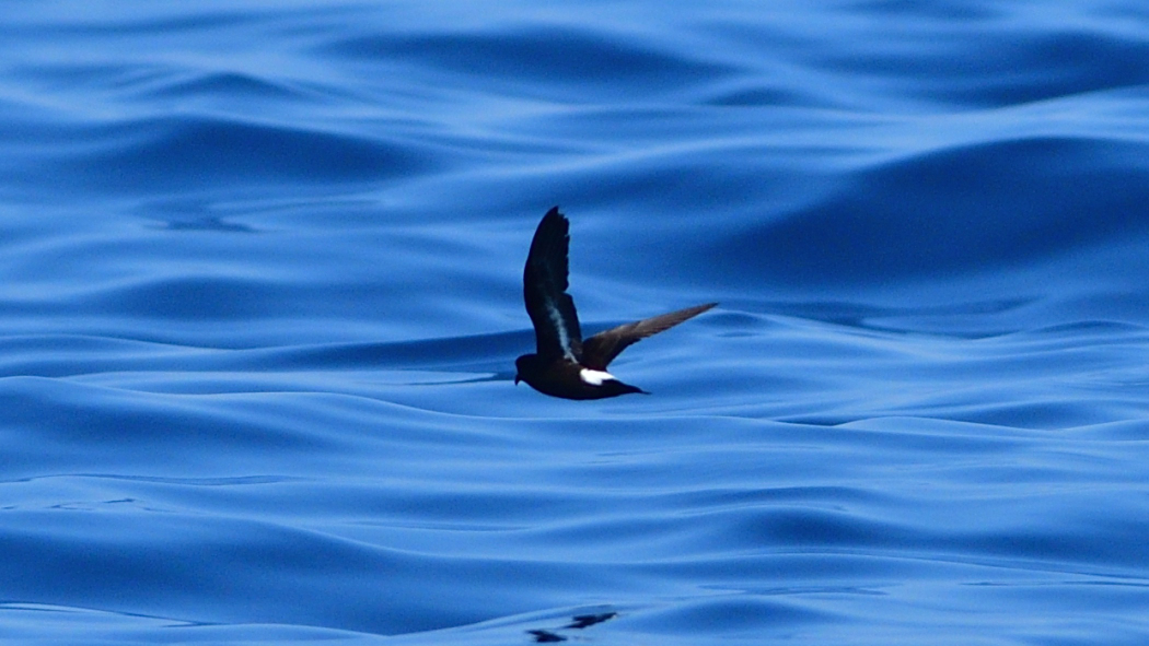 European Storm Petrel