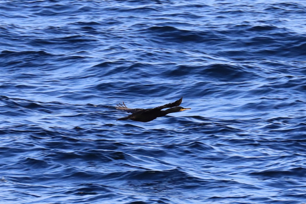 European Shag