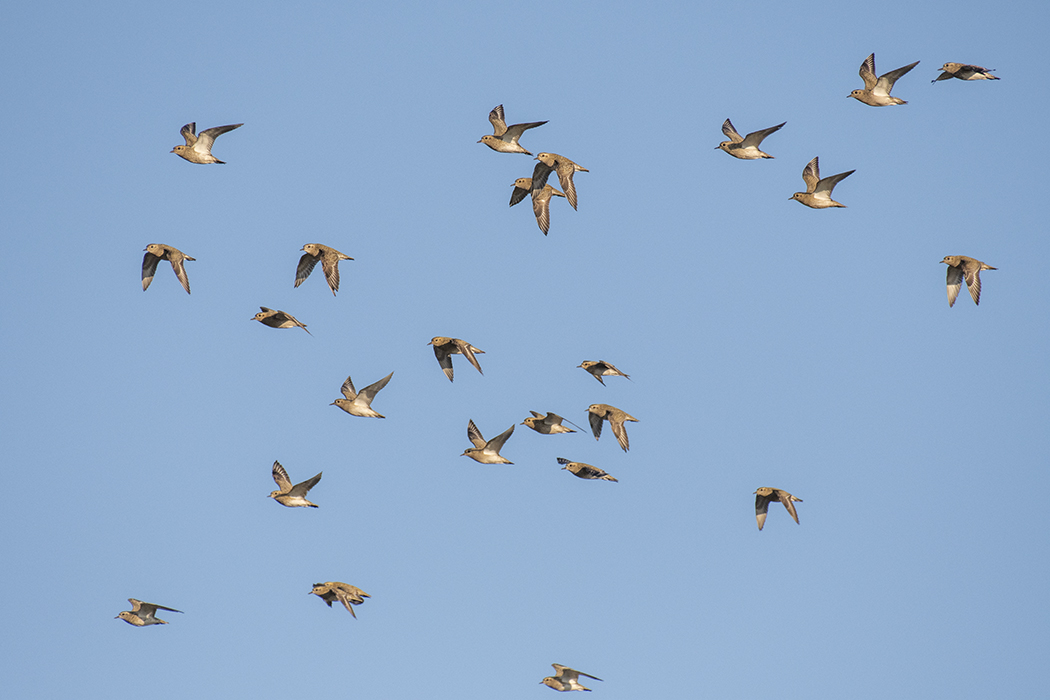 European Golden Plover