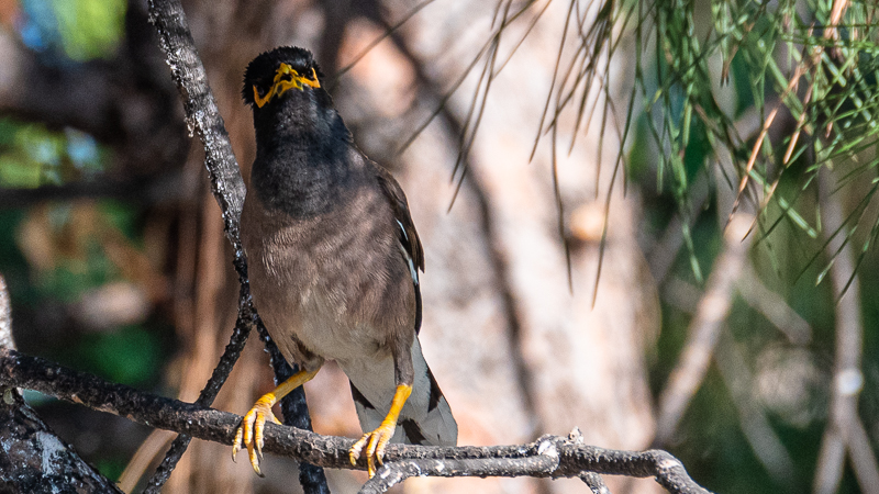 Common Myna