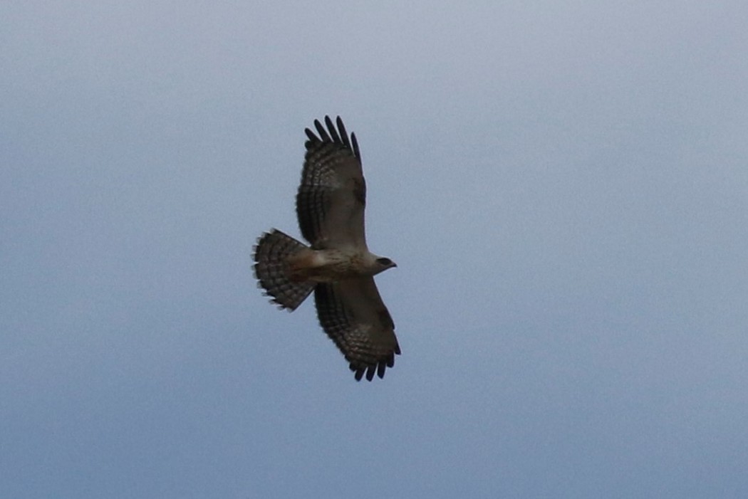 European Honey Buzzard