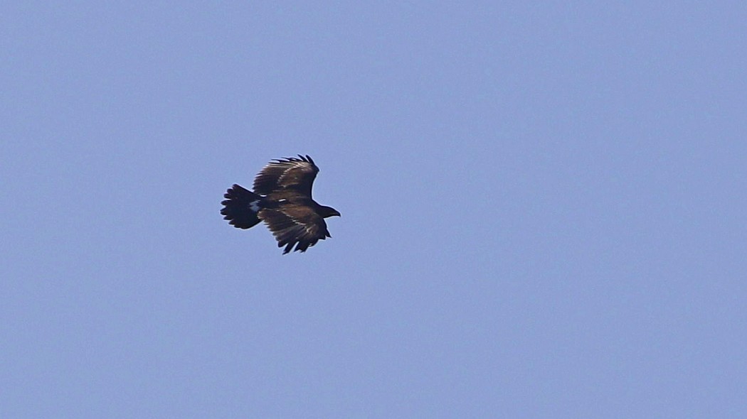 Greater Spotted Eagle