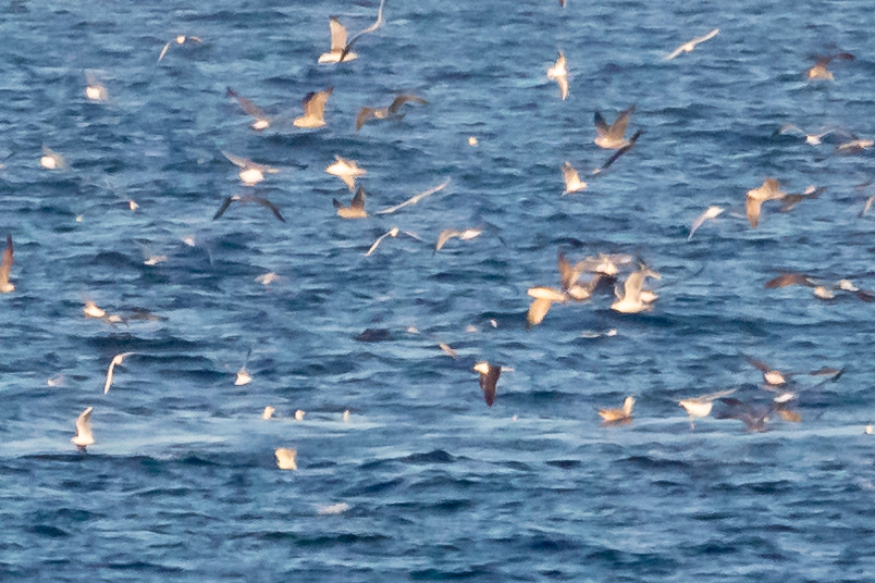 Lesser Black-backed Gull