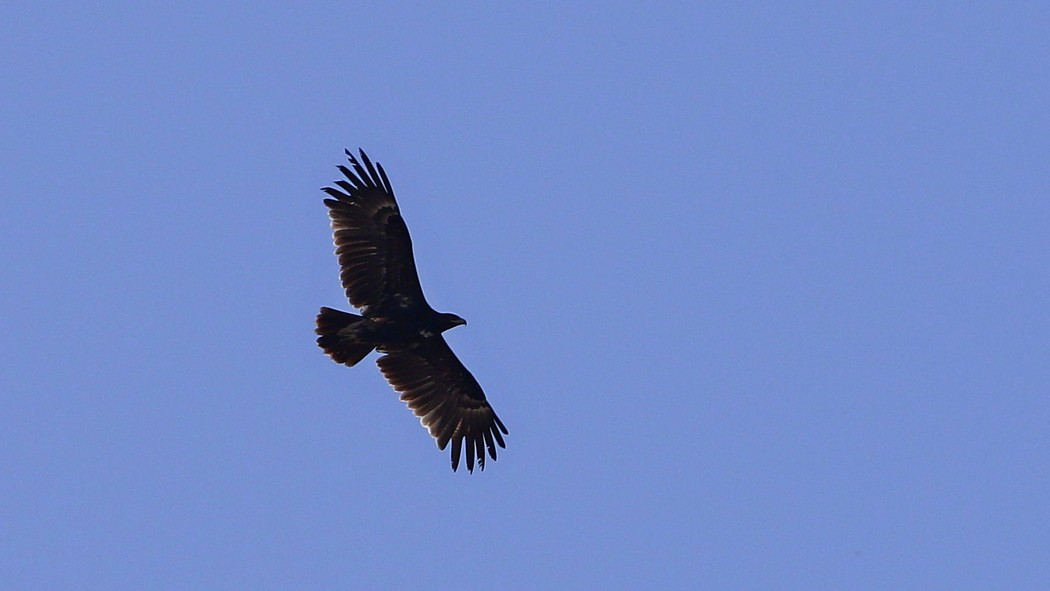 Greater Spotted Eagle
