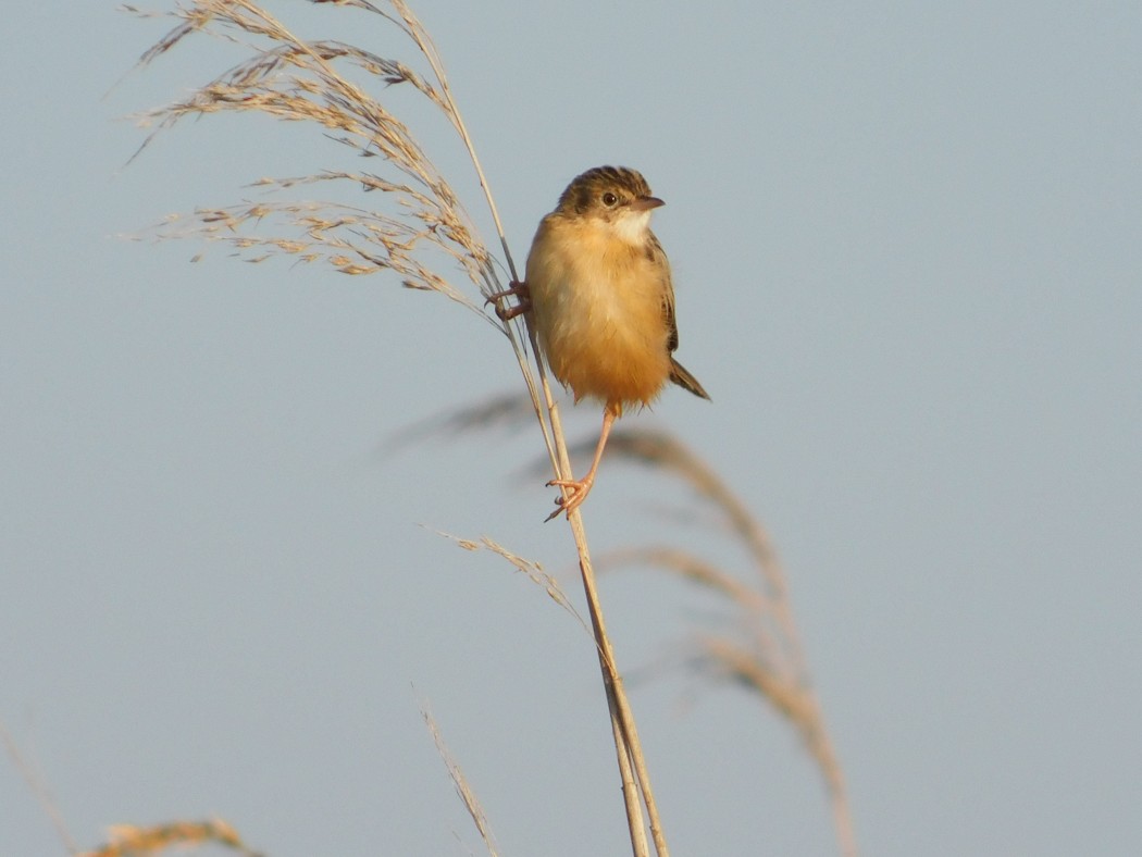 Zitting Cisticola