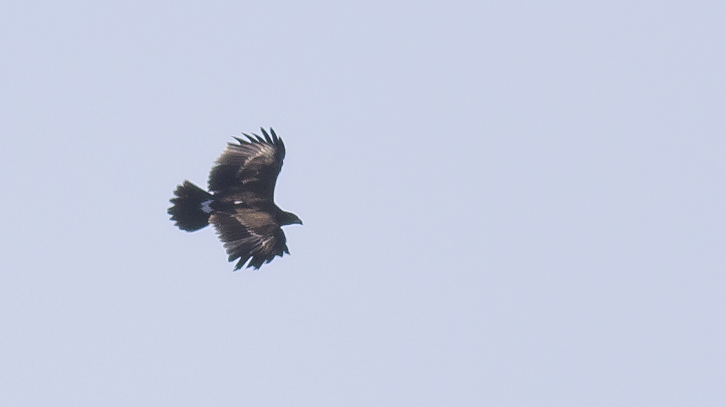 Greater Spotted Eagle