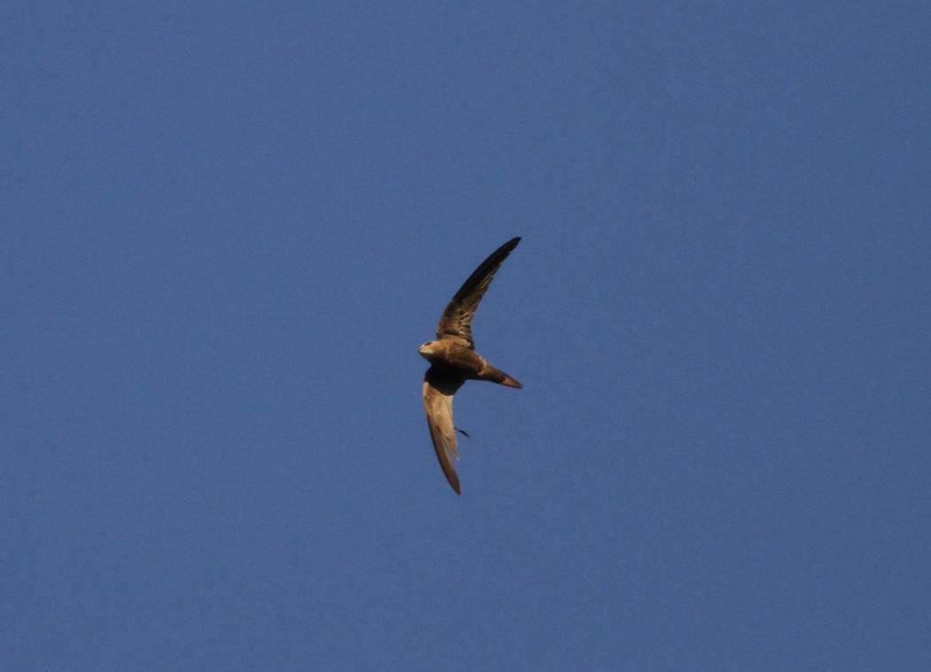 Pallid Swift