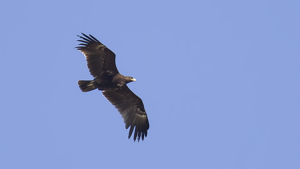 Greater Spotted Eagle