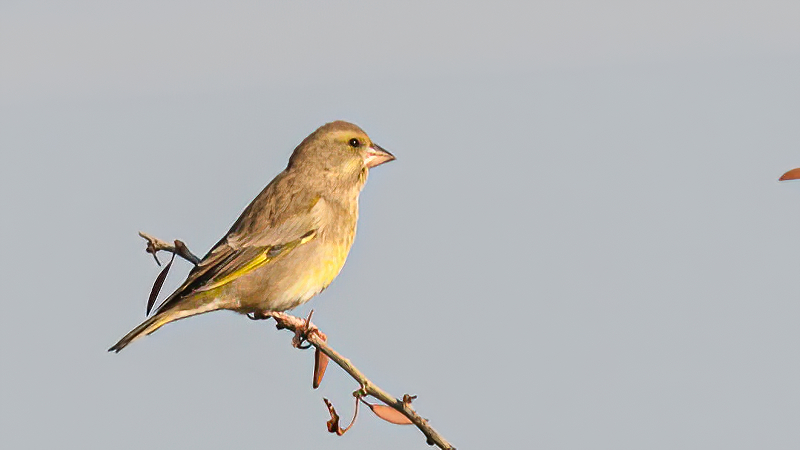 European Greenfinch