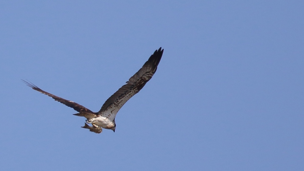 Osprey