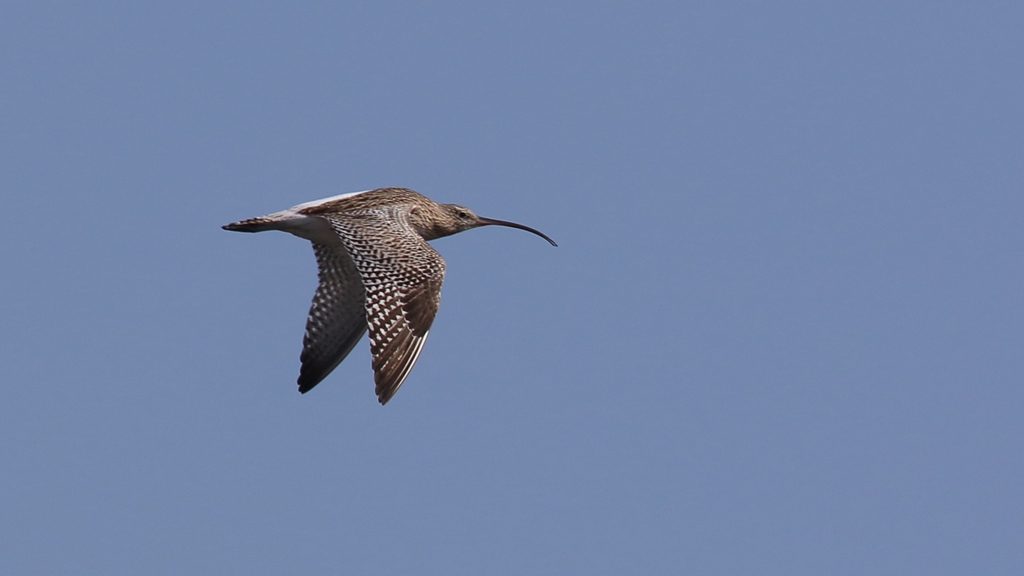 Eurasian Curlew