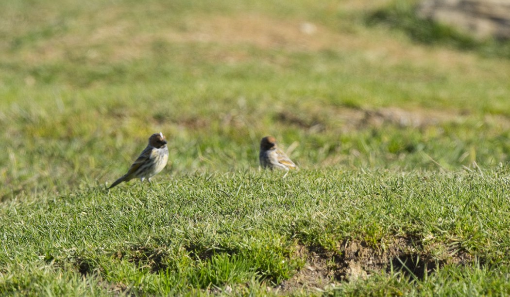 Red-fronted Serin