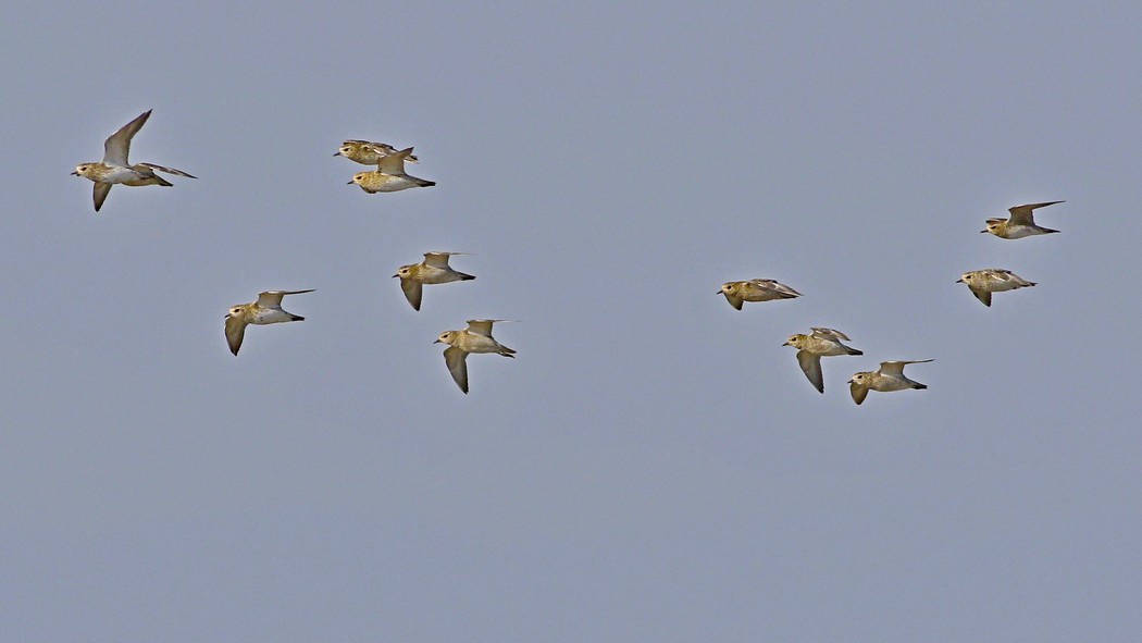 European Golden Plover