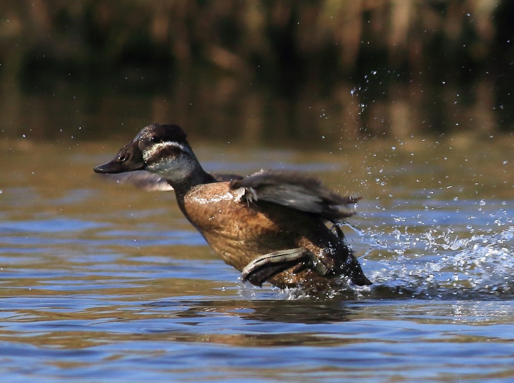 White-headed Duck