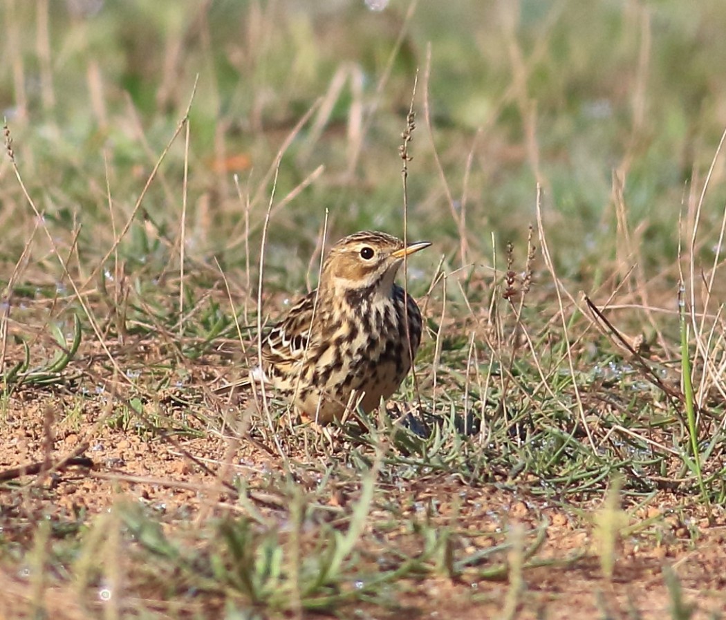 Red-throated Pipit