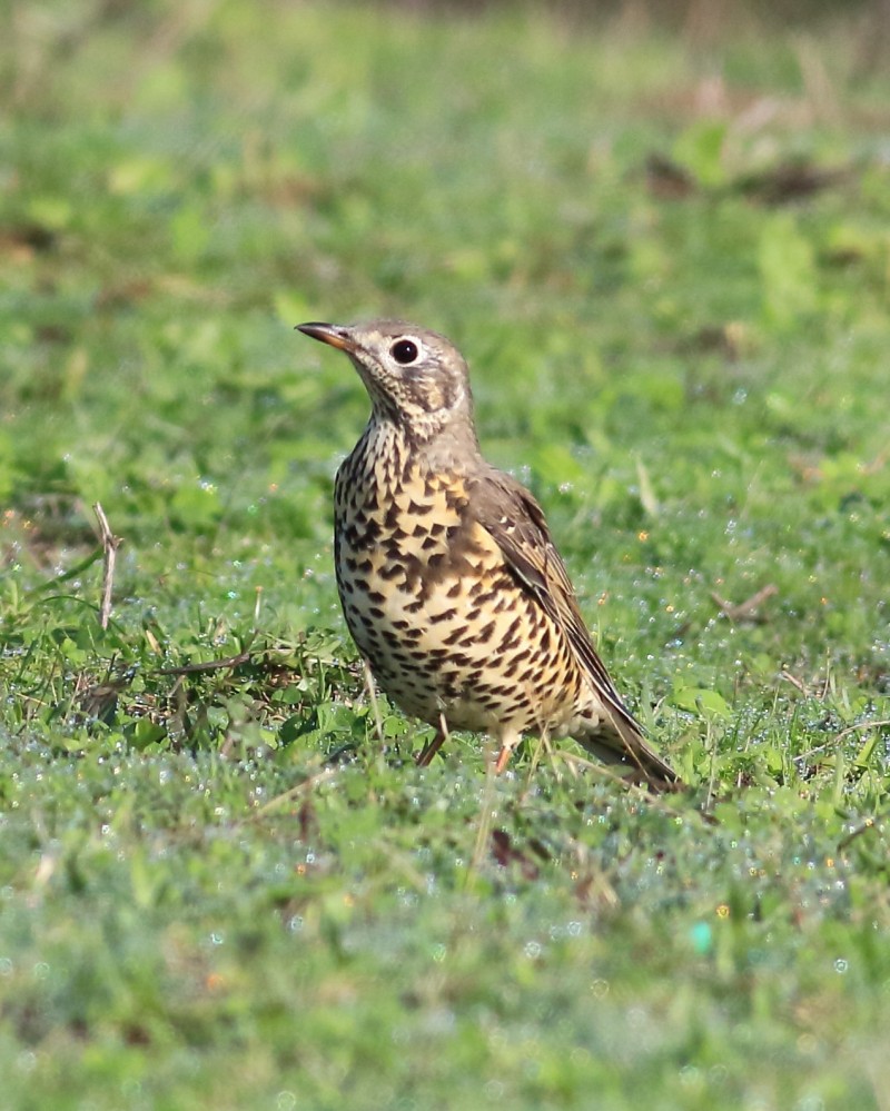 Mistle Thrush