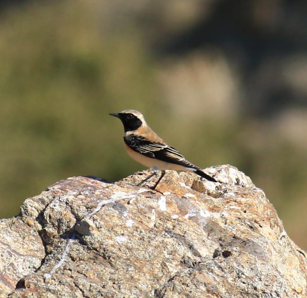 Black-eared Wheatear