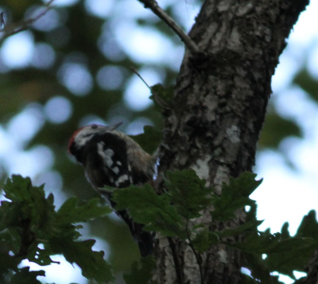 Middle Spotted Woodpecker