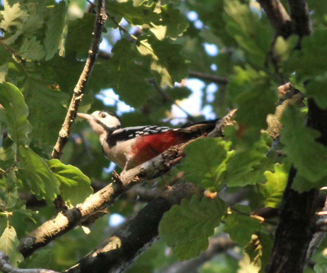 Great Spotted Woodpecker
