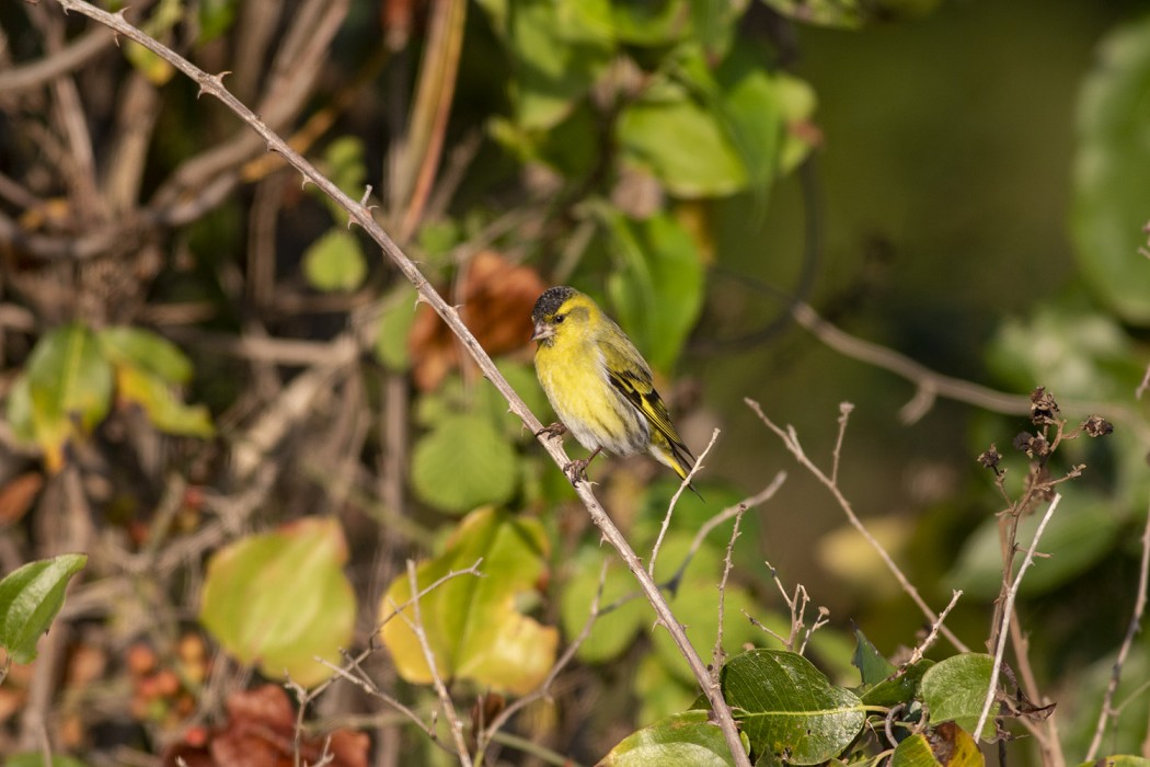 Eurasian Siskin