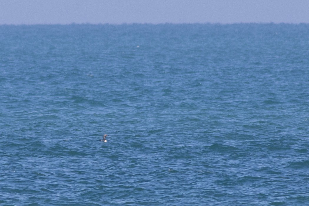Black-throated Loon