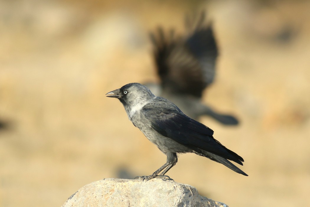 Western Jackdaw