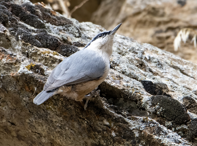 Western Rock Nuthatch